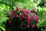 Île de France rose photo