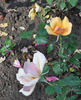Gooiland Beauty rose photo