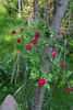 Crimson Shower rose photo