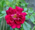 Crimson Shower rose photo