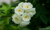 Docteur Reymond rose photo