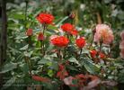 Anne Cocker ® rose photo