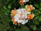 Kenniamh rose photo