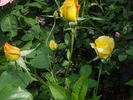 Papillon rose photo