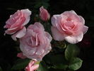 Diadem rose photo