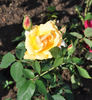 Doris Trayler rose photo
