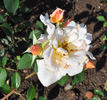 Doris Trayler rose photo