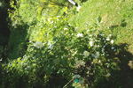 La Perle rose photo