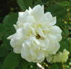 La Perle rose photo