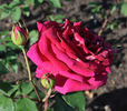 My Love rose photo