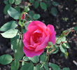 Cuba rose photo