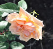 Dilly's Wiederkehr rose photo
