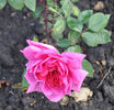 Antonio Relleri de Peluffo rose photo