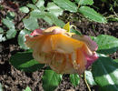 Skylon rose photo