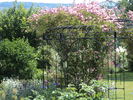 Havering Rambler rose photo