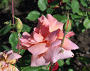 Rektor Foerster rose photo