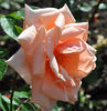 Fru Gerda Helmuus rose photo