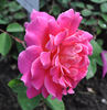 Fancy rose photo