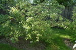 R. micrantha rose photo