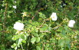 R. micrantha rose photo
