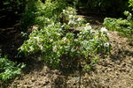 R. inodora rose photo