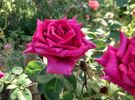 American Dream ™ rose photo