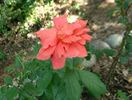 Cinnamon Twist ™ rose photo