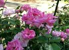 Showtime rose photo