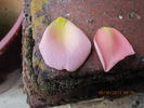 Picture, Cl. rose photo