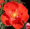 Orangeade ® rose photo