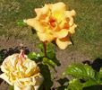 Glenfiddich rose photo