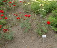 Mephisto rose photo