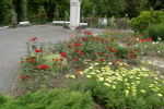 Mephisto rose photo