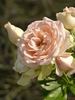 Champagne Pearl rose photo