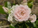 Champagne Pearl rose photo