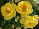 Dolly Dot rose photo