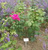 Smell Me rose photo