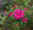 Smell Me rose photo