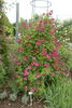 Daisy Brasileir rose photo