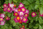 Daisy Brasileir rose photo