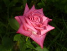 Grimpant Lolita Lempicka ® rose photo