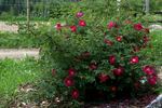Tove Jansson rose photo