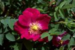 Tove Jansson rose photo