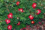 Tove Jansson rose photo