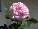 Carlos Perpetual rose photo