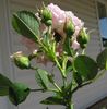 Carlos Perpetual rose photo
