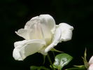 Helga rose photo