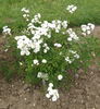 Rivers's Musk rose photo