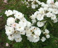 Rivers's Musk rose photo