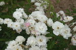 Rivers's Musk rose photo